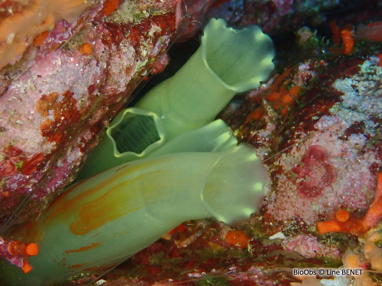 Cione jaune de Edwards - Ciona edwardsi - Line BENET - BioObs