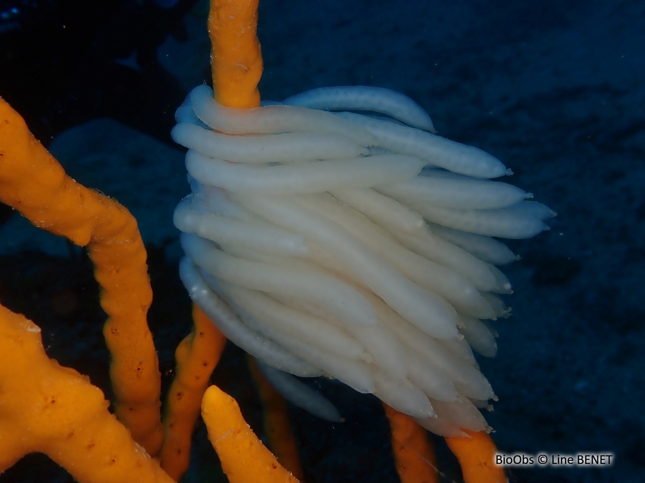 Calmar ponte - Loligo - Line BENET - BioObs