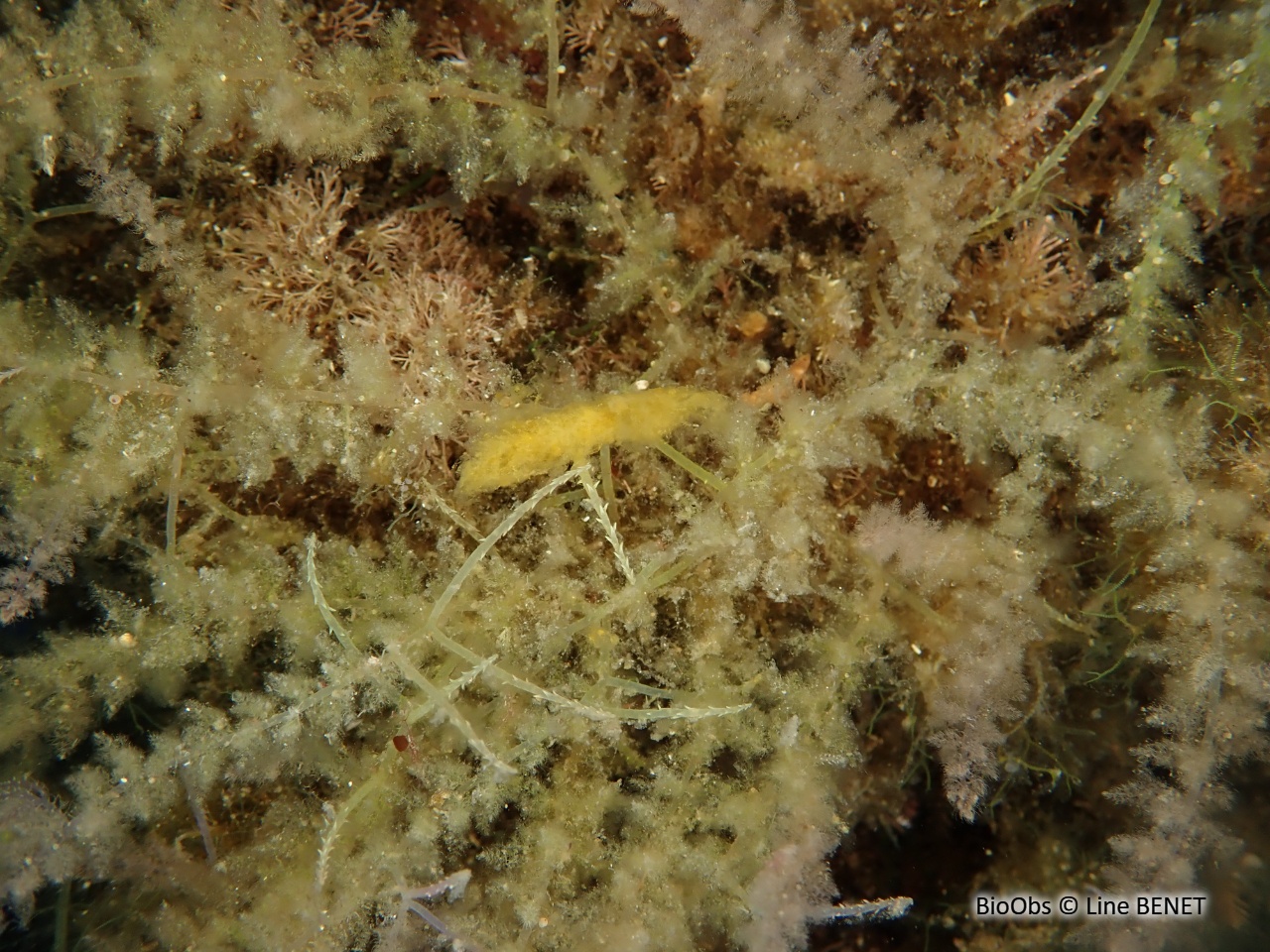 Algue à crochets - Asparagopsis armata - Line BENET - BioObs