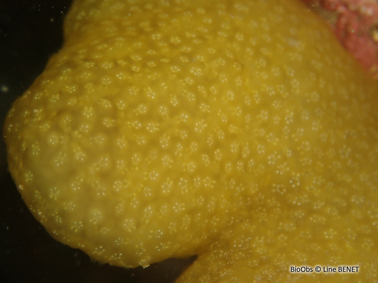 Ascidie globuleuse de Méditerranée - Pseudodistoma obscurum - Line BENET - BioObs