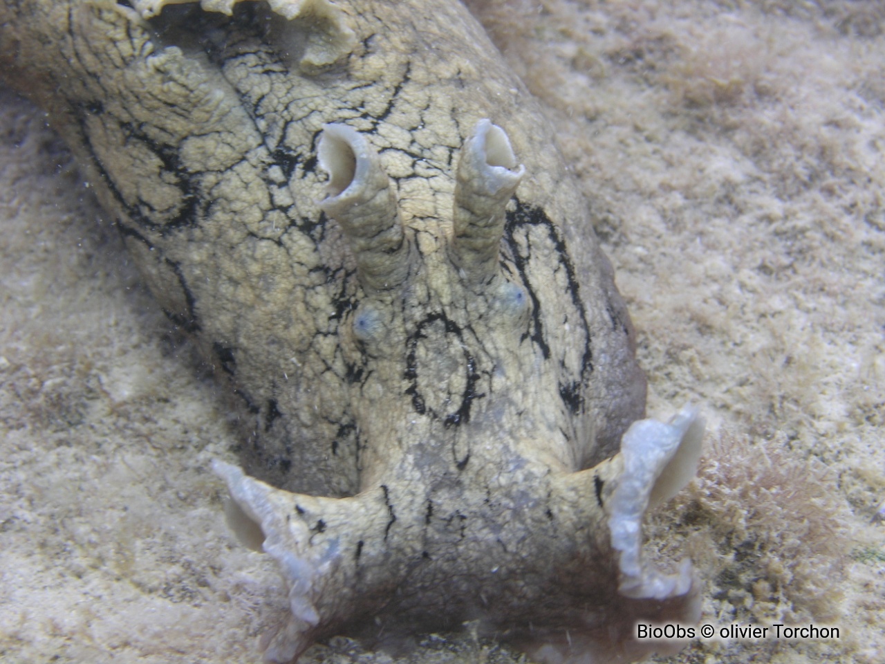 Lièvre de mer ocellé - Aplysia dactylomela - olivier Torchon - BioObs