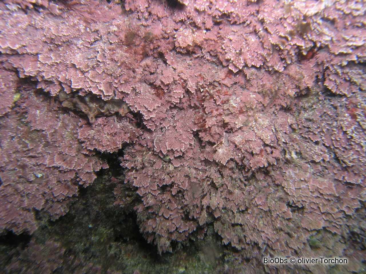 Coralline de Méditerranée - Corallina caespitosa - olivier Torchon - BioObs