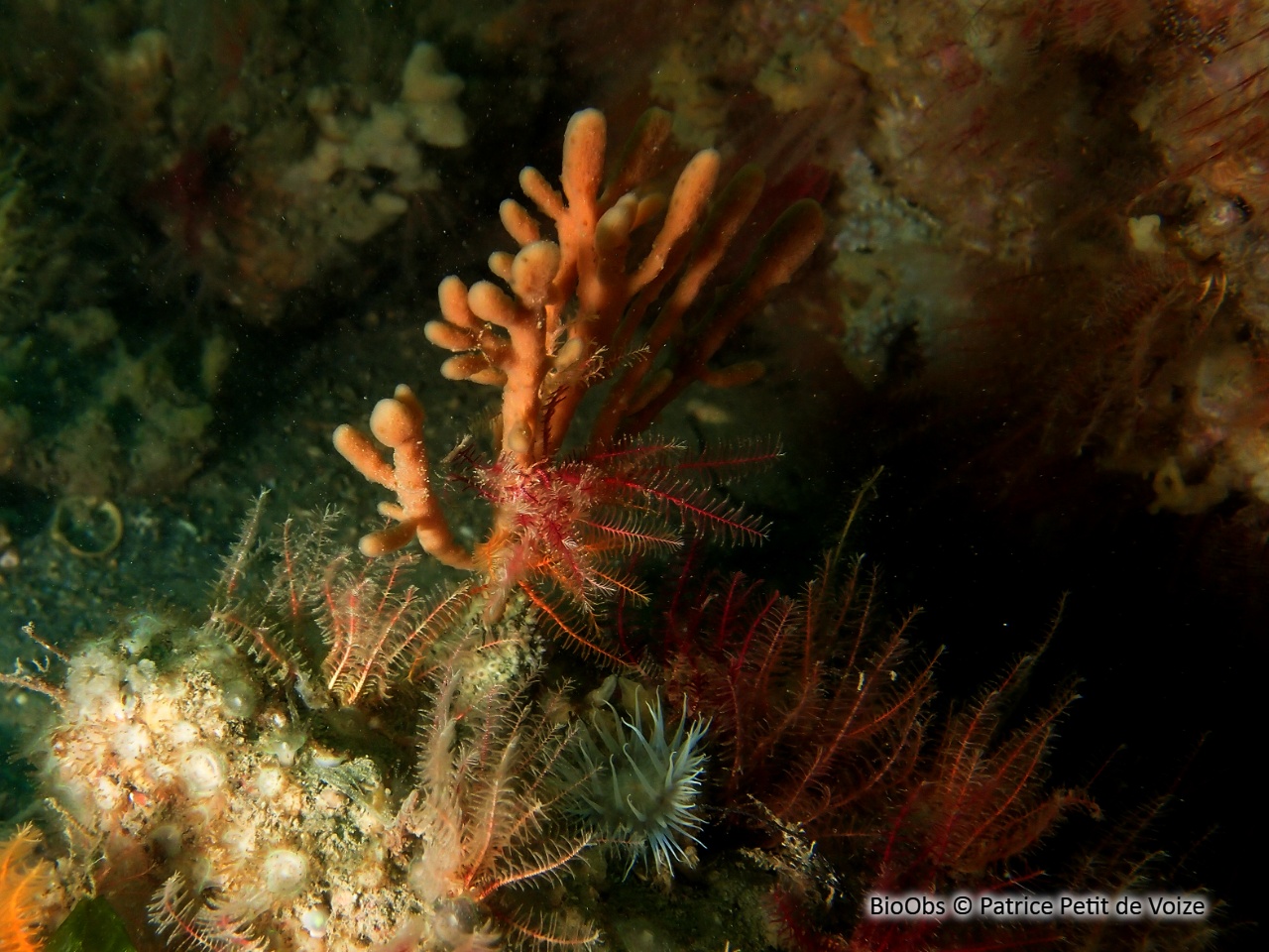 Axinelle tortueuse - Homaxinella subdola - Patrice Petit de Voize - BioObs
