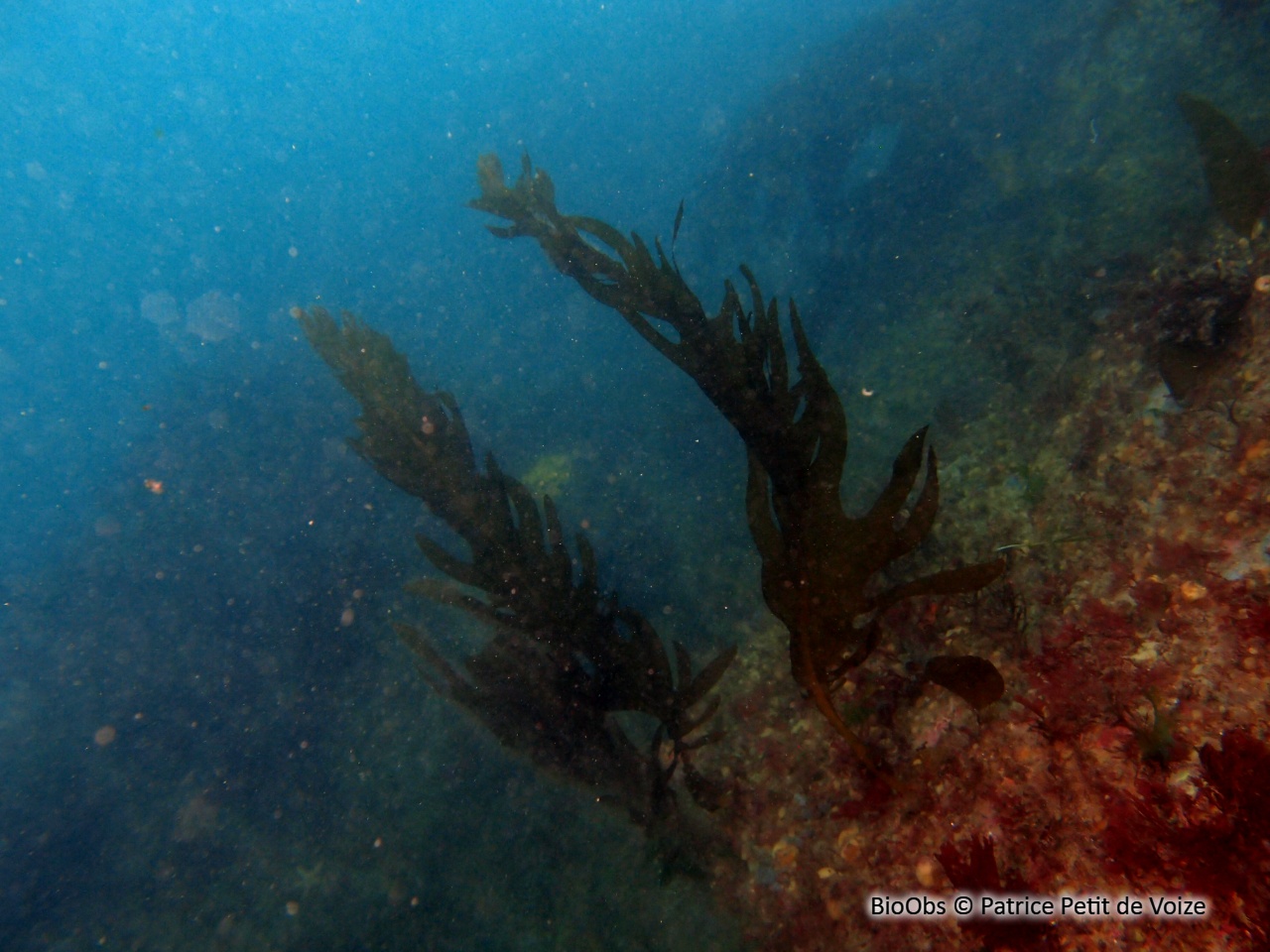 Wakamé - Undaria pinnatifida - Patrice Petit de Voize - BioObs