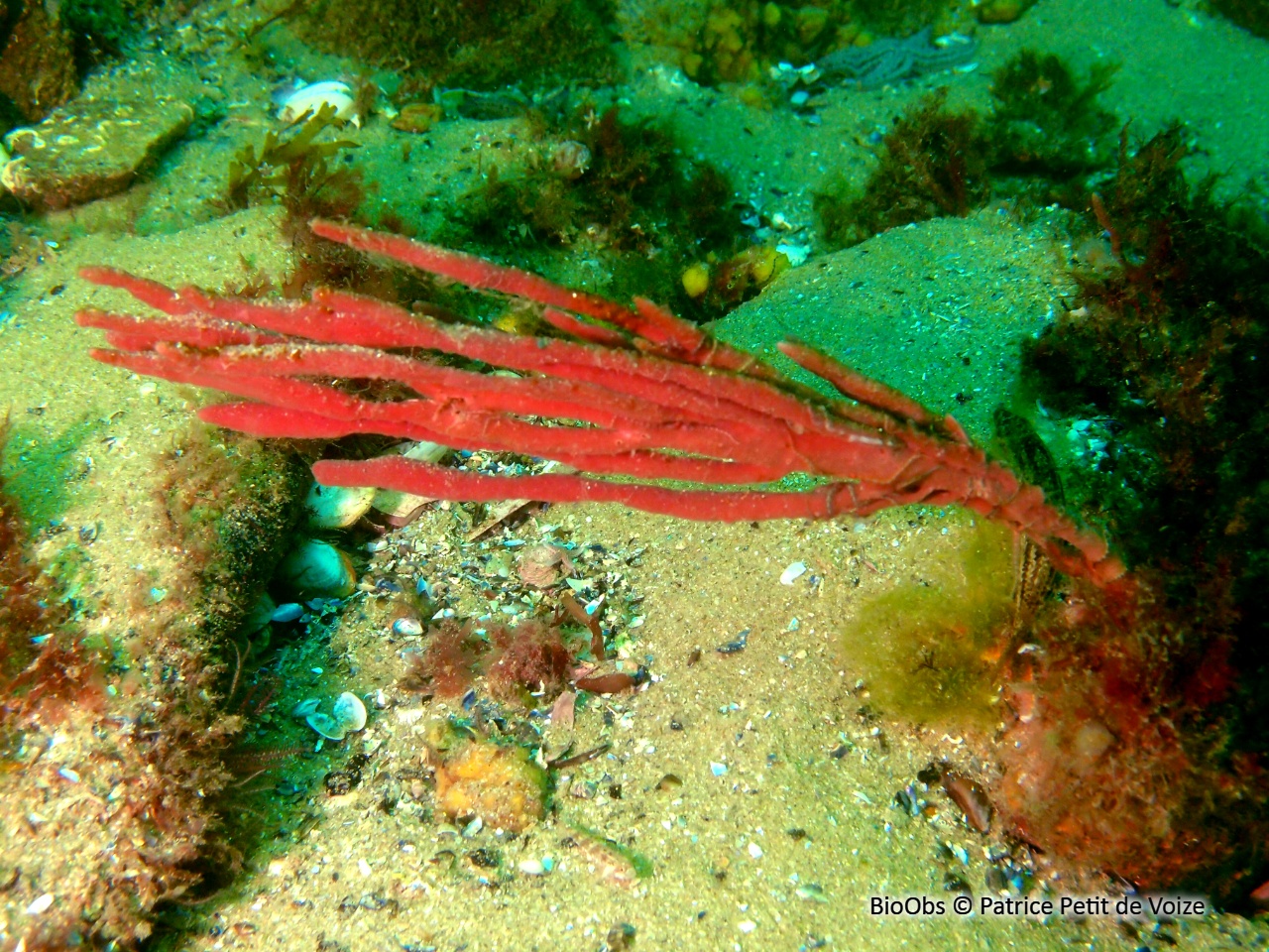 Chaline oculée - Haliclona (Haliclona) oculata - Patrice Petit de Voize - BioObs