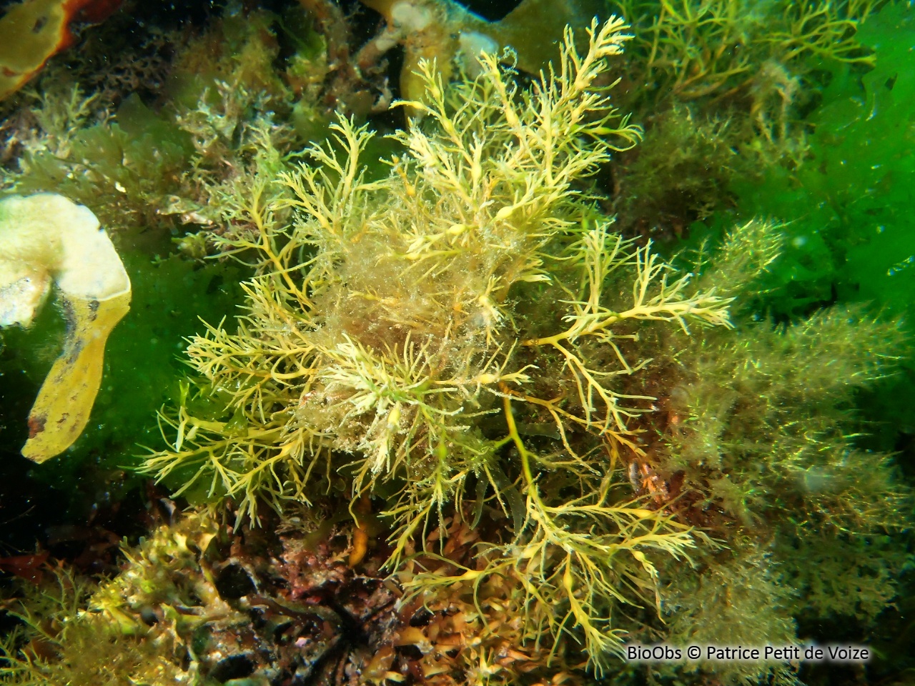 Cystoseire de manche atlantique - Cystoseira spp - Patrice Petit de Voize - BioObs