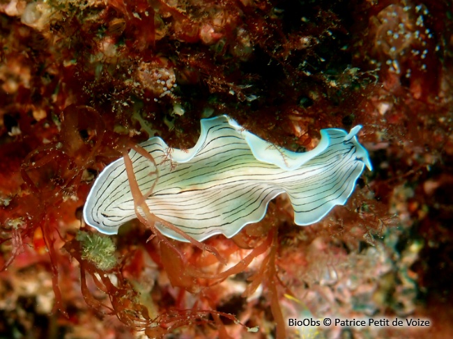 Planaire blanche - Prostheceraeus vittatus - Patrice Petit de Voize - BioObs