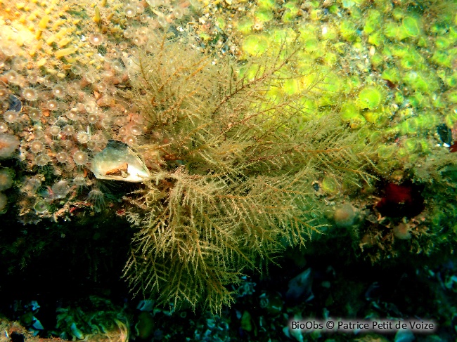 Sapin beige - Halecium halecinum - Patrice Petit de Voize - BioObs