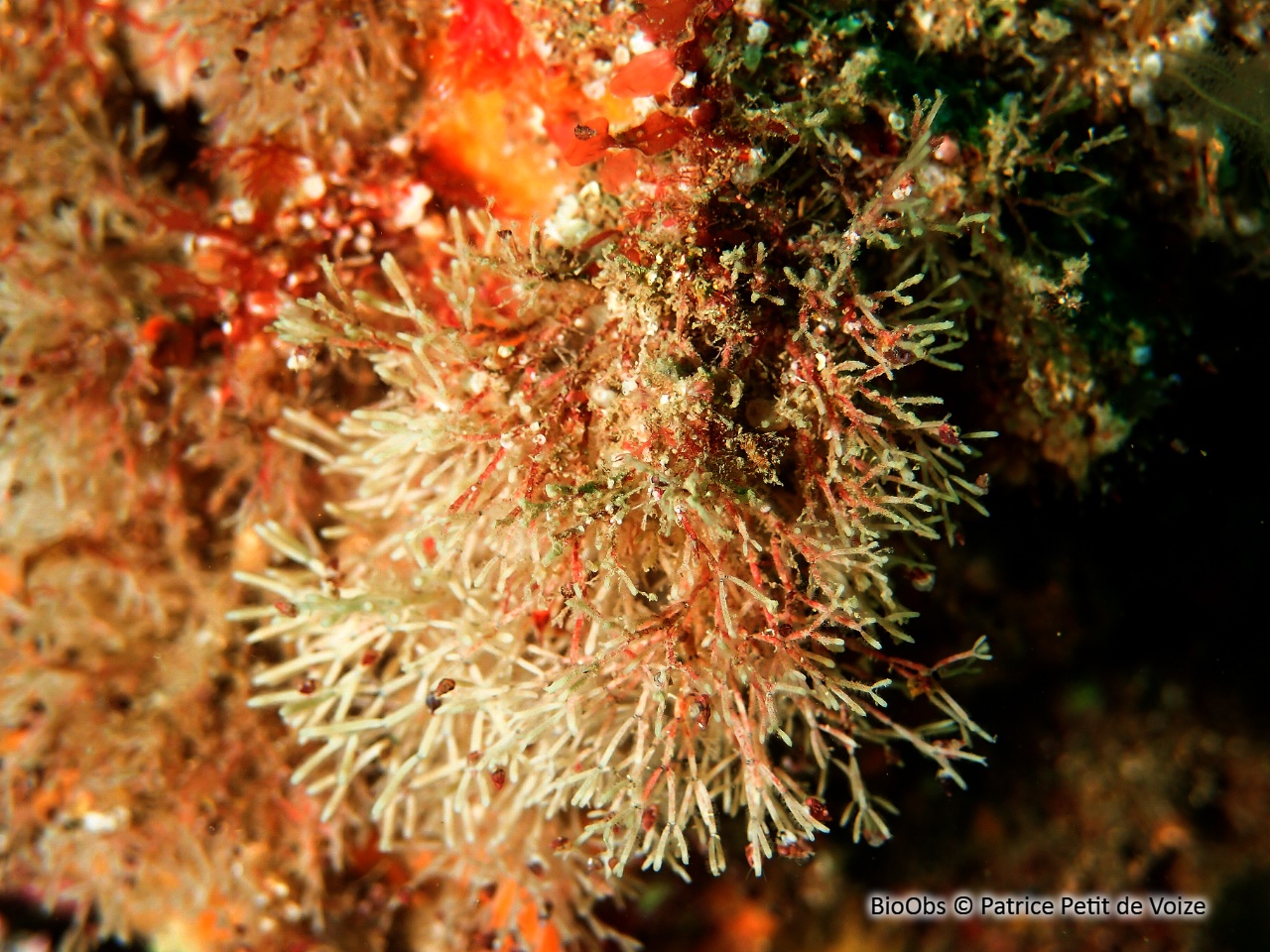 Cellaire fistuleuse - Cellaria fistulosa - Patrice Petit de Voize - BioObs
