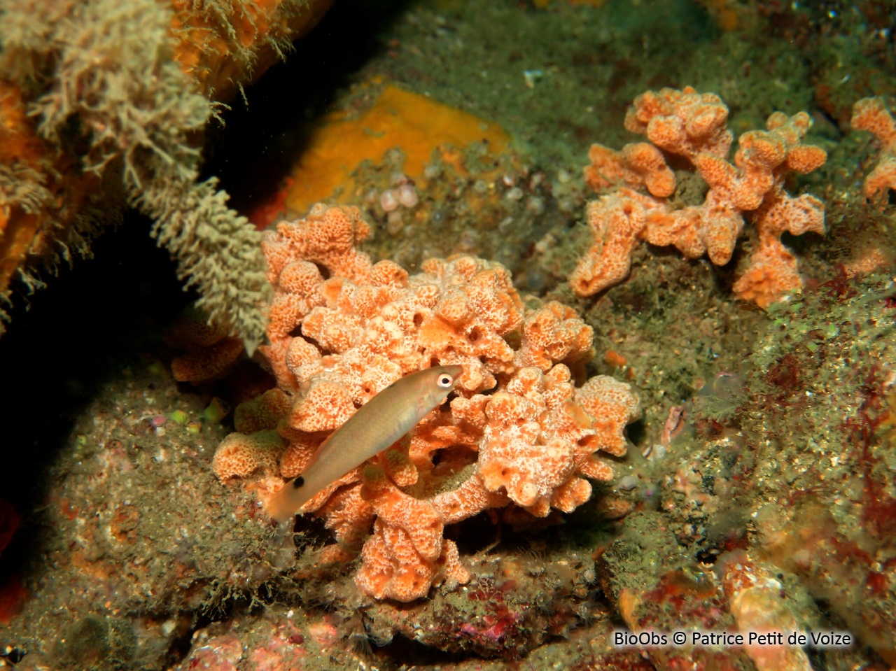 Eponge digitée rose saumon - Ulosa digitata - Patrice Petit de Voize - BioObs