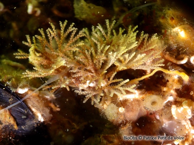 Scrupocellaria d'Europe - Scrupocellaria sp. - Patrice Petit de Voize - BioObs