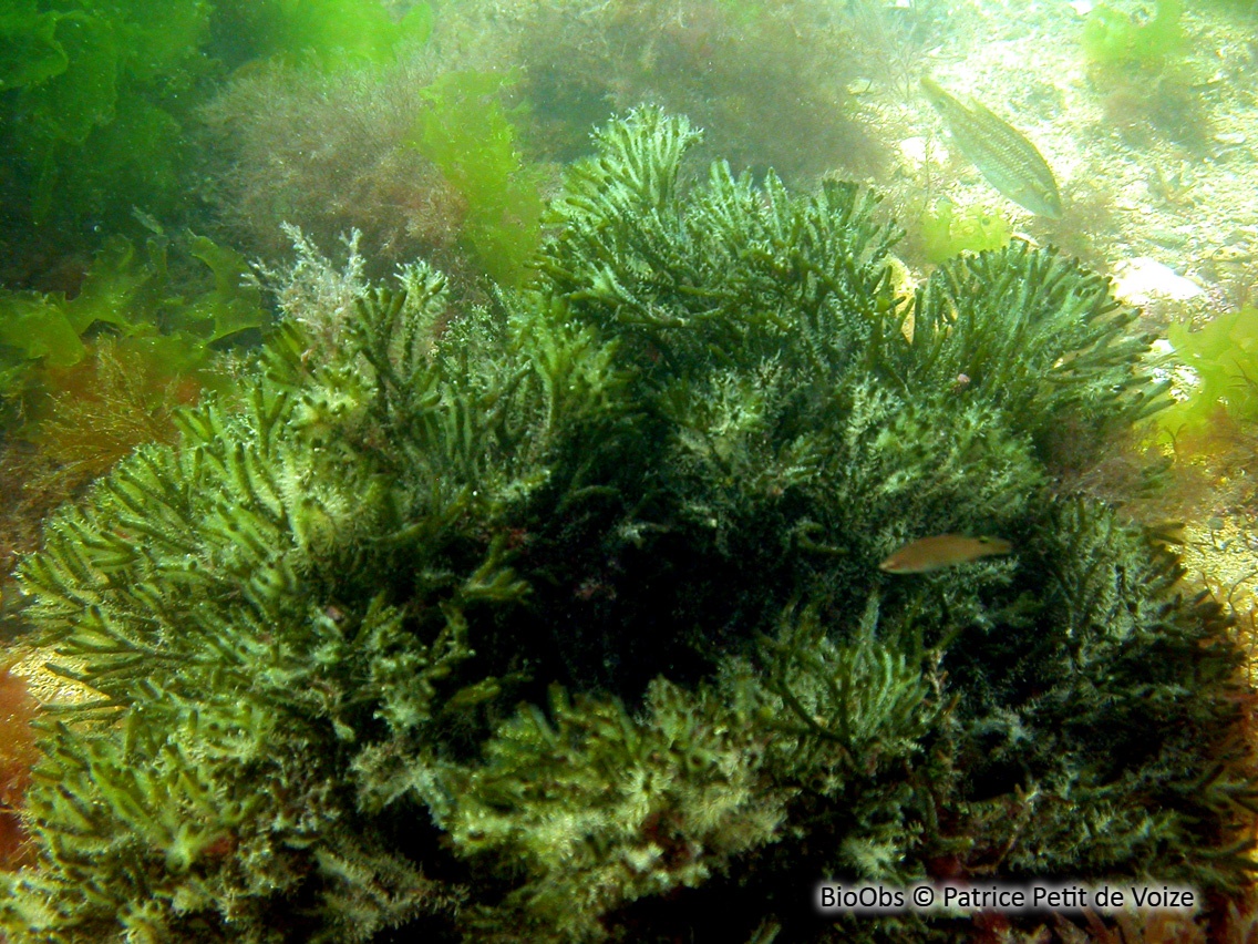 Codium tomenteux - Codium tomentosum - Patrice Petit de Voize - BioObs