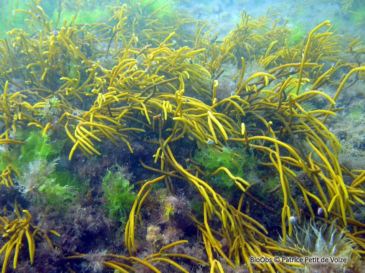 Bifurcaire - Bifurcaria bifurcata - Patrice Petit de Voize - BioObs