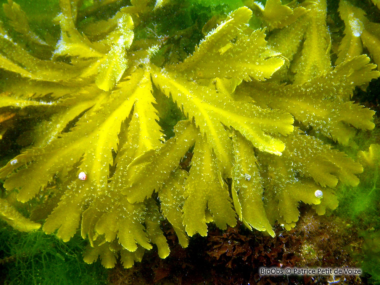 Fucus denté - Fucus serratus - Patrice Petit de Voize - BioObs