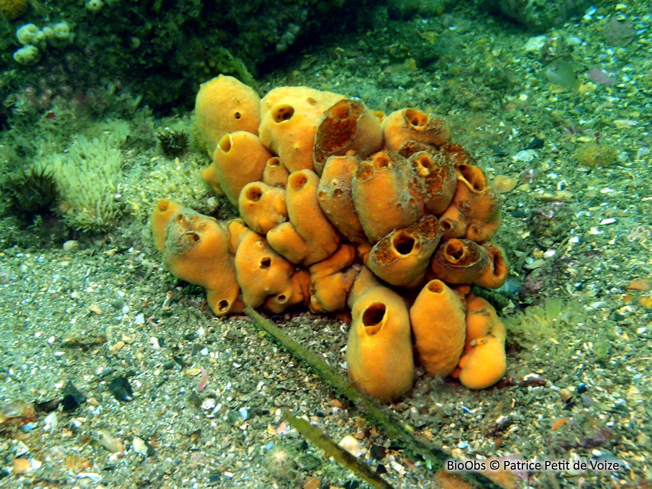 Subérite-figue - Suberites ficus - Patrice Petit de Voize - BioObs