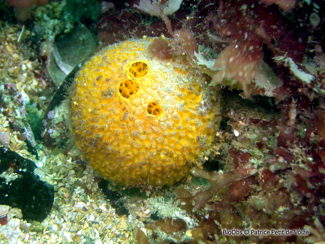 Orange de mer - Tethya citrina - Patrice Petit de Voize - BioObs