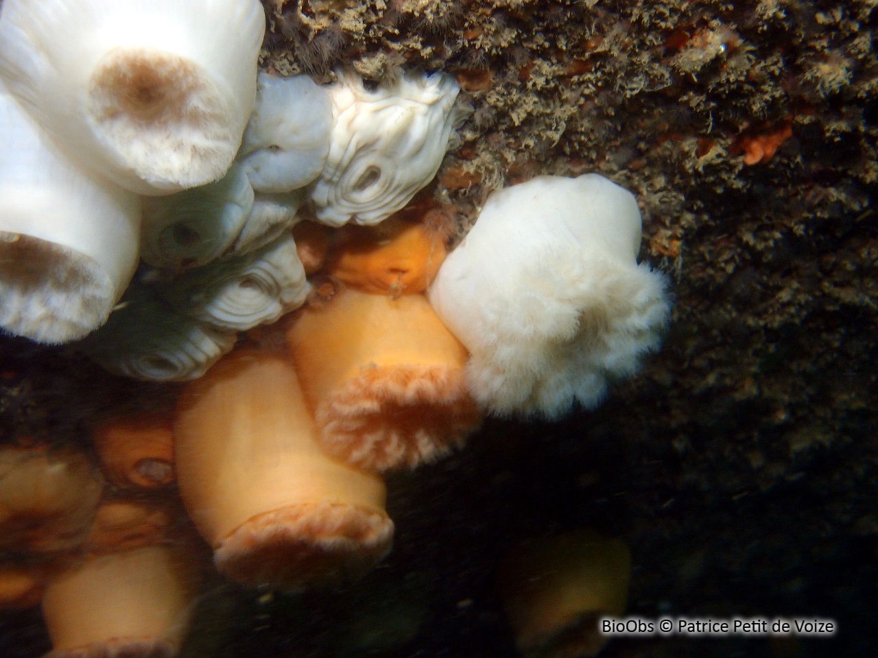 Oeillet de mer - Metridium senile - Patrice Petit de Voize - BioObs