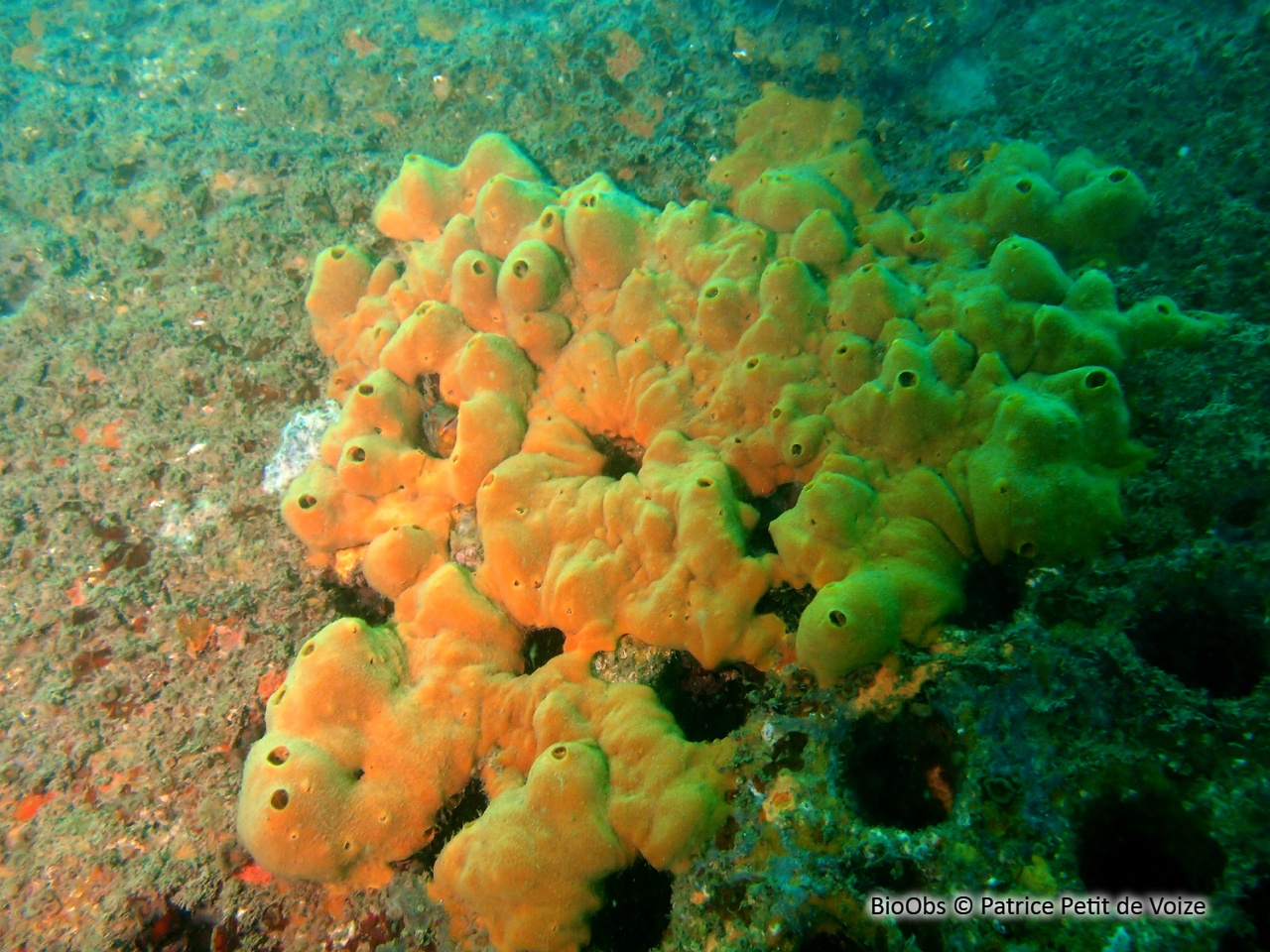 Subérite-figue - Suberites ficus - Patrice Petit de Voize - BioObs