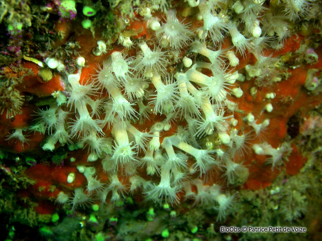 Anémone encroûtante blanche - Parazoanthus anguicomus - Patrice Petit de Voize - BioObs