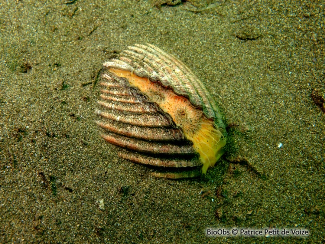 Bucarde tuberculée - Acanthocardia tuberculata - Patrice Petit de Voize - BioObs