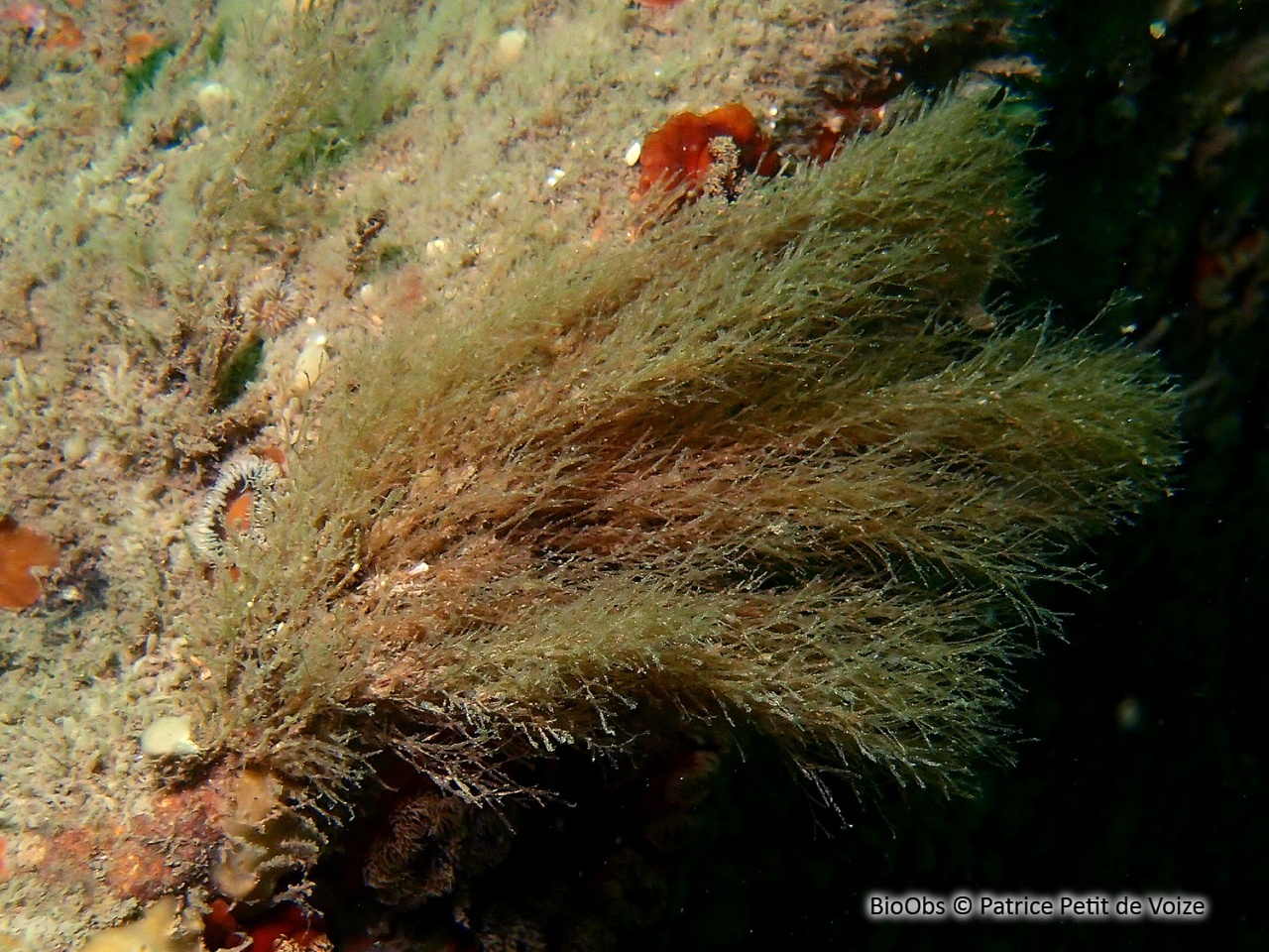 Hydraire chevelu - Amphisbetia operculata - Patrice Petit de Voize - BioObs