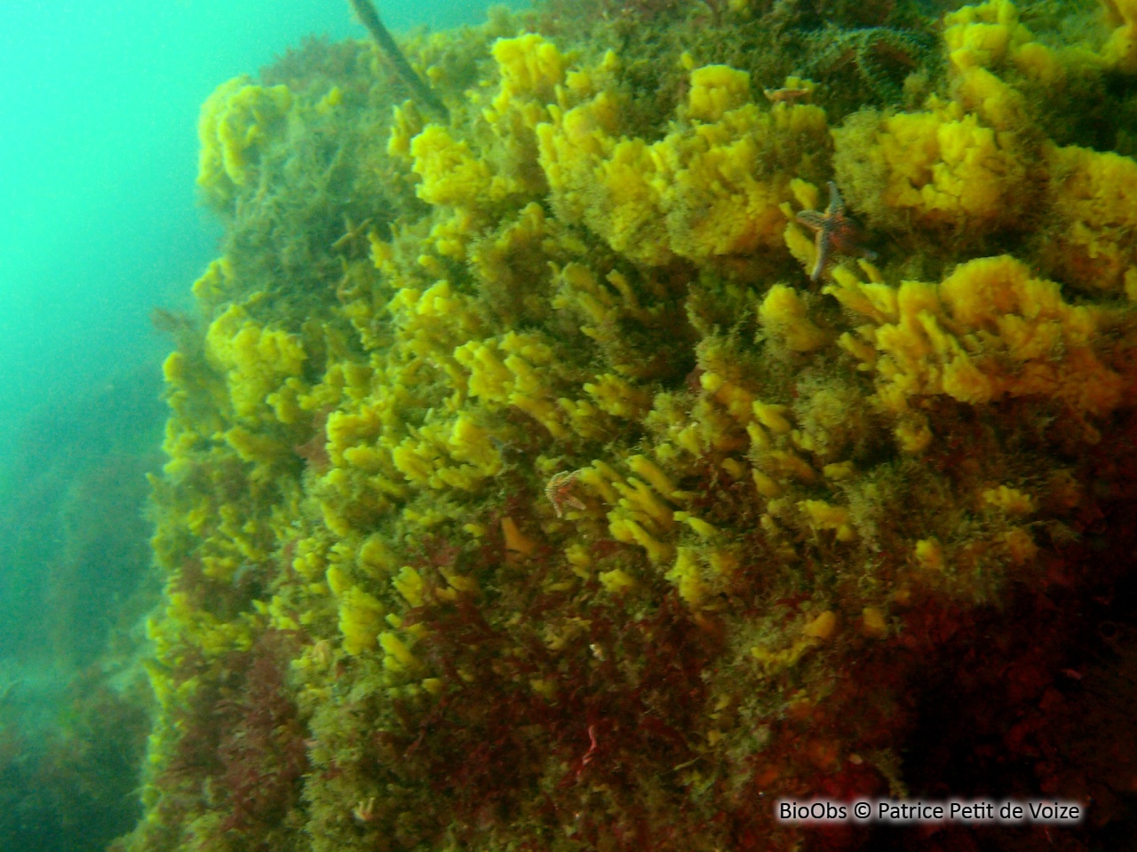 Eponge chinoise - Celtodoryx ciocalyptoides - Patrice Petit de Voize - BioObs