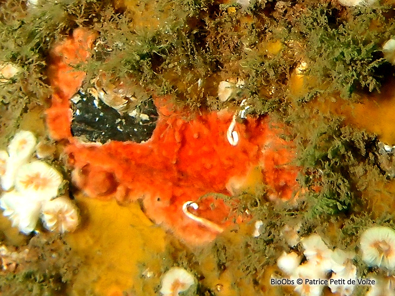 Schizomavelle auriculé - Schizomavella (Schizomavella) auriculata - Patrice Petit de Voize - BioObs