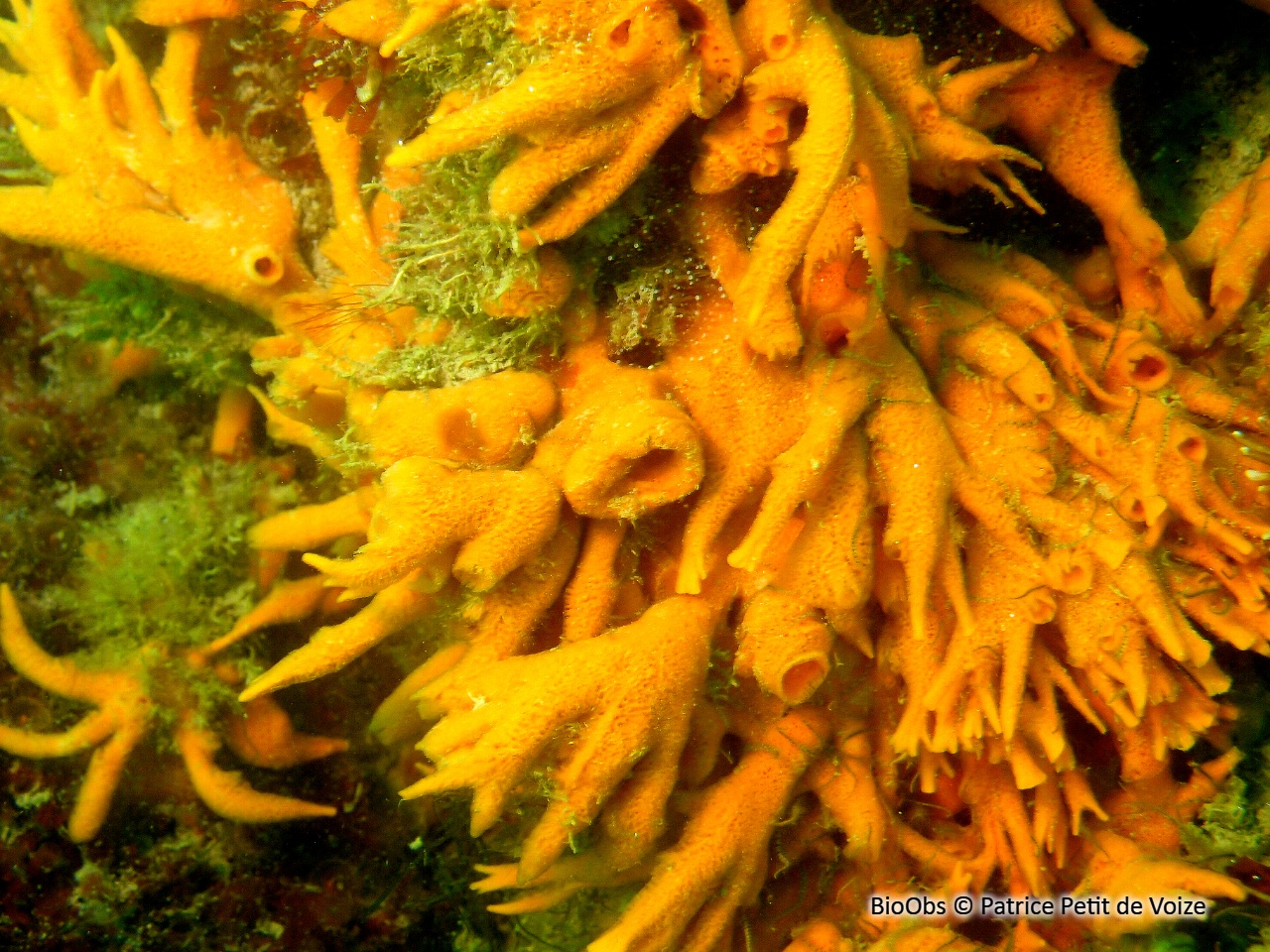Eponge mousse de carotte - Amphilectus fucorum - Patrice Petit de Voize - BioObs