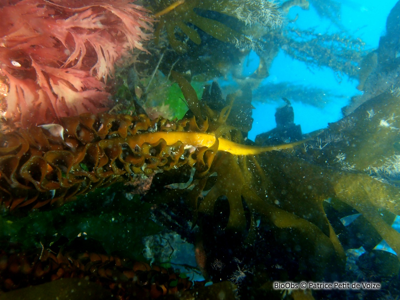Wakamé - Undaria pinnatifida - Patrice Petit de Voize - BioObs
