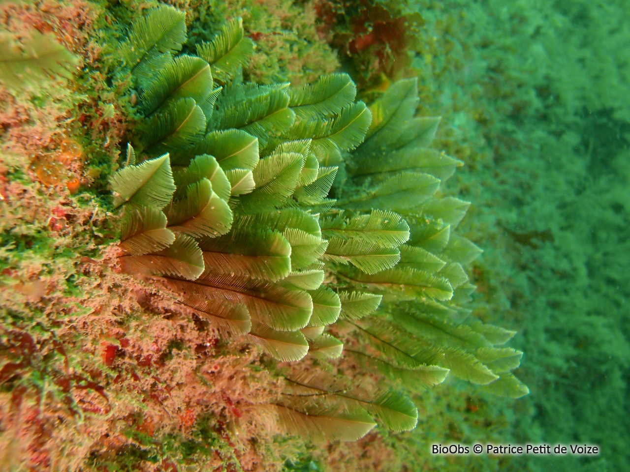 Plume d'or - Gymnangium montagui - Patrice Petit de Voize - BioObs