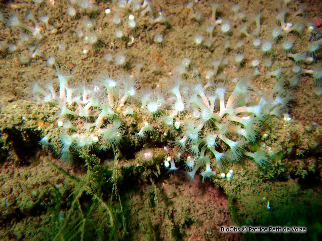 Anémone encroûtante blanche - Parazoanthus anguicomus - Patrice Petit de Voize - BioObs