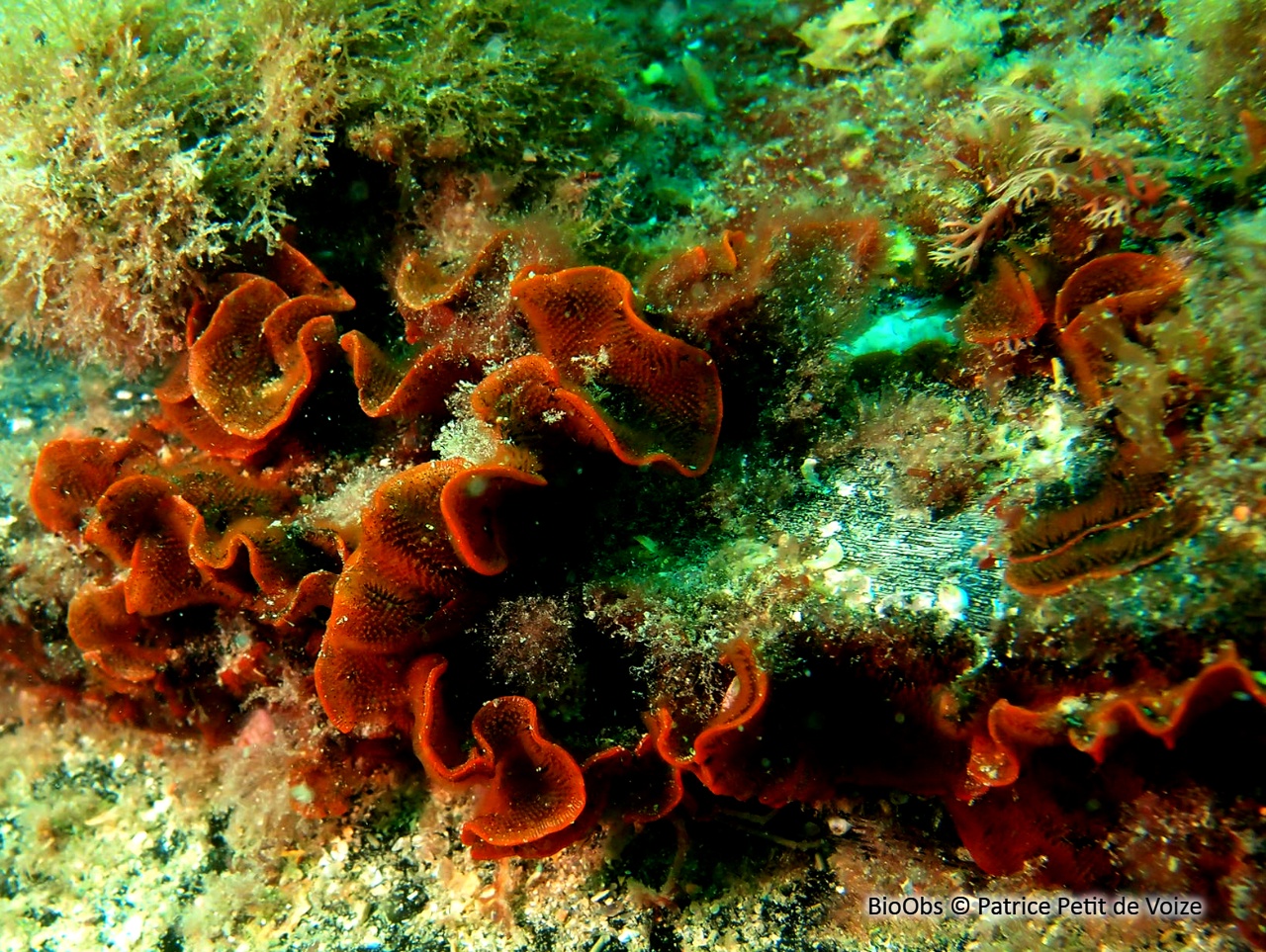 Bryozoaire orange vif et noir à points noirs - Watersipora subatra - Patrice Petit de Voize - BioObs
