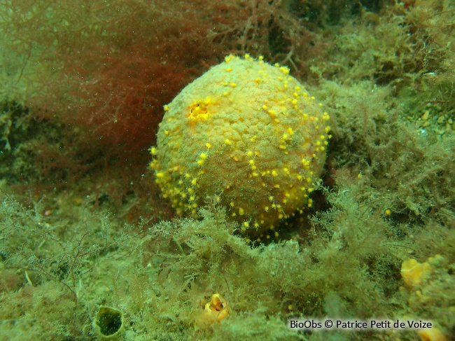 Orange de mer - Tethya citrina - Patrice Petit de Voize - BioObs