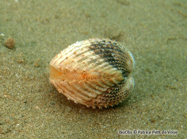 Bucarde tuberculée - Acanthocardia tuberculata - Patrice Petit de Voize - BioObs