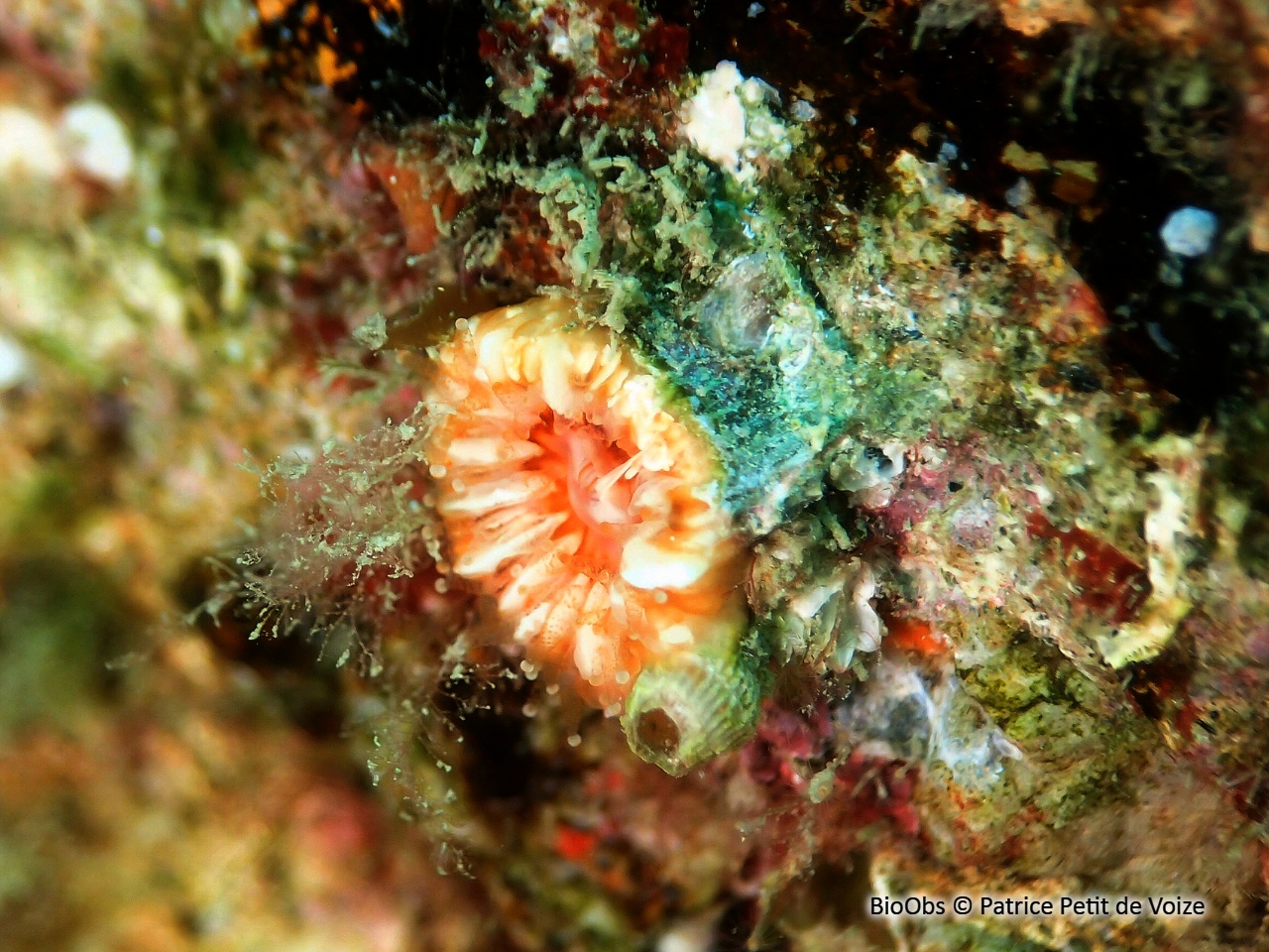 Balane du madrépore oeillet - Adna anglica - Patrice Petit de Voize - BioObs