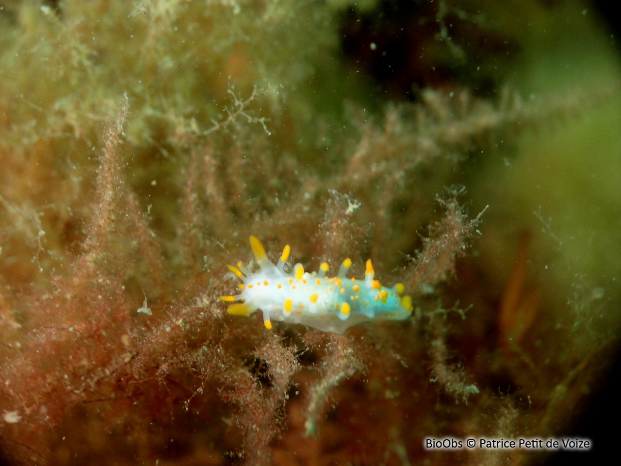 Limacia clavigère - Limacia clavigera - Patrice Petit de Voize - BioObs