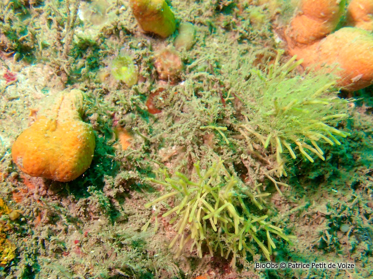 Petite salicornaire - Cellaria sinuosa - Patrice Petit de Voize - BioObs