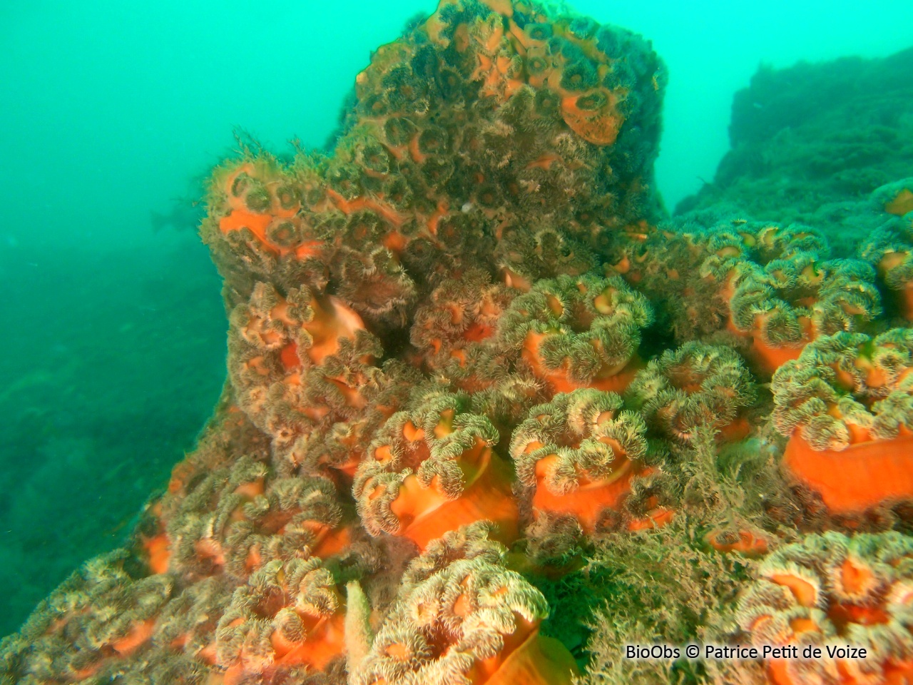 Oeillet de mer - Metridium senile - Patrice Petit de Voize - BioObs