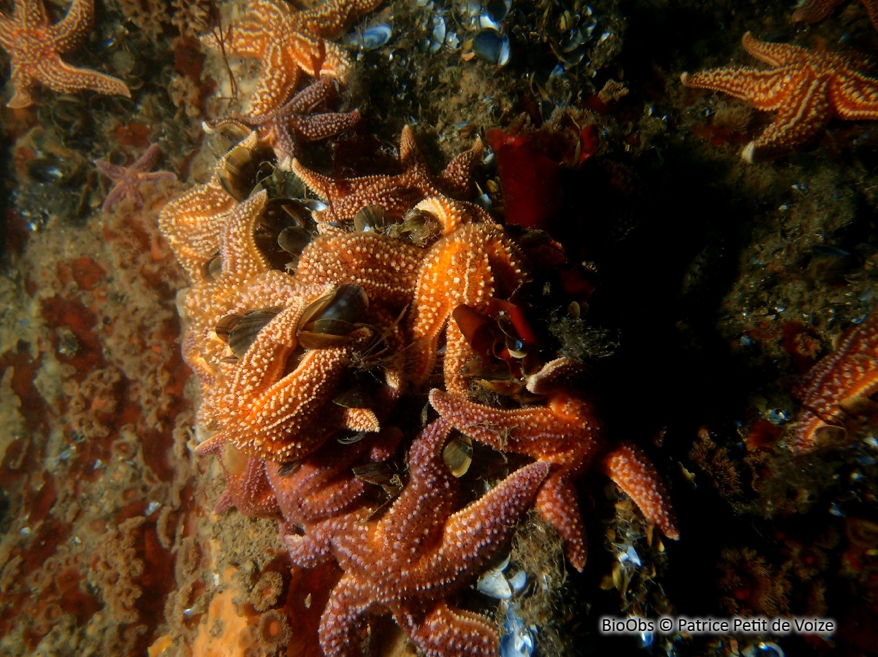 Etoile de mer commune - Asterias rubens - Patrice Petit de Voize - BioObs