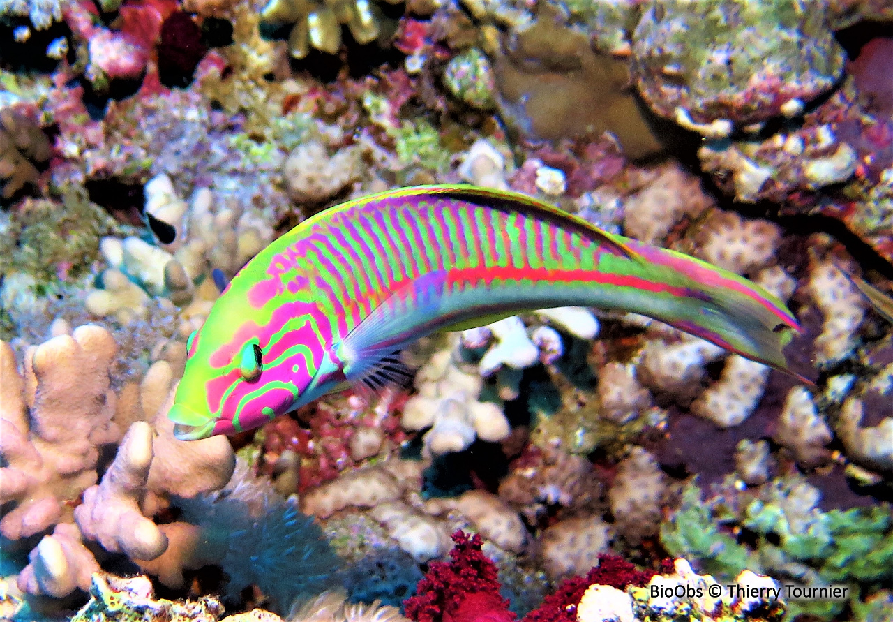 Girelle paon de mer rouge - Thalassoma rueppellii - Thierry Tournier - BioObs