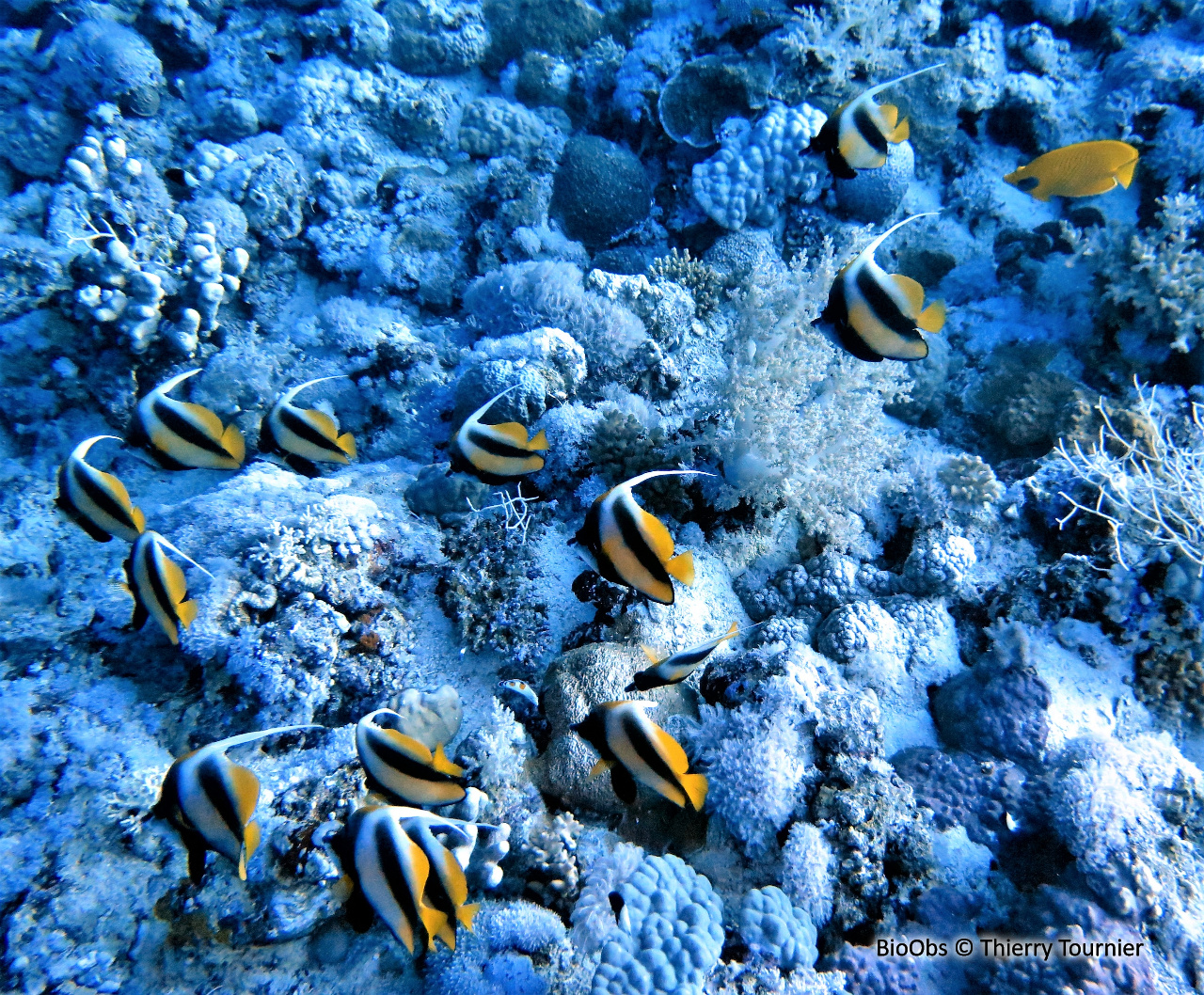 Poisson-cocher de Mer Rouge - Heniochus intermedius - Thierry Tournier - BioObs