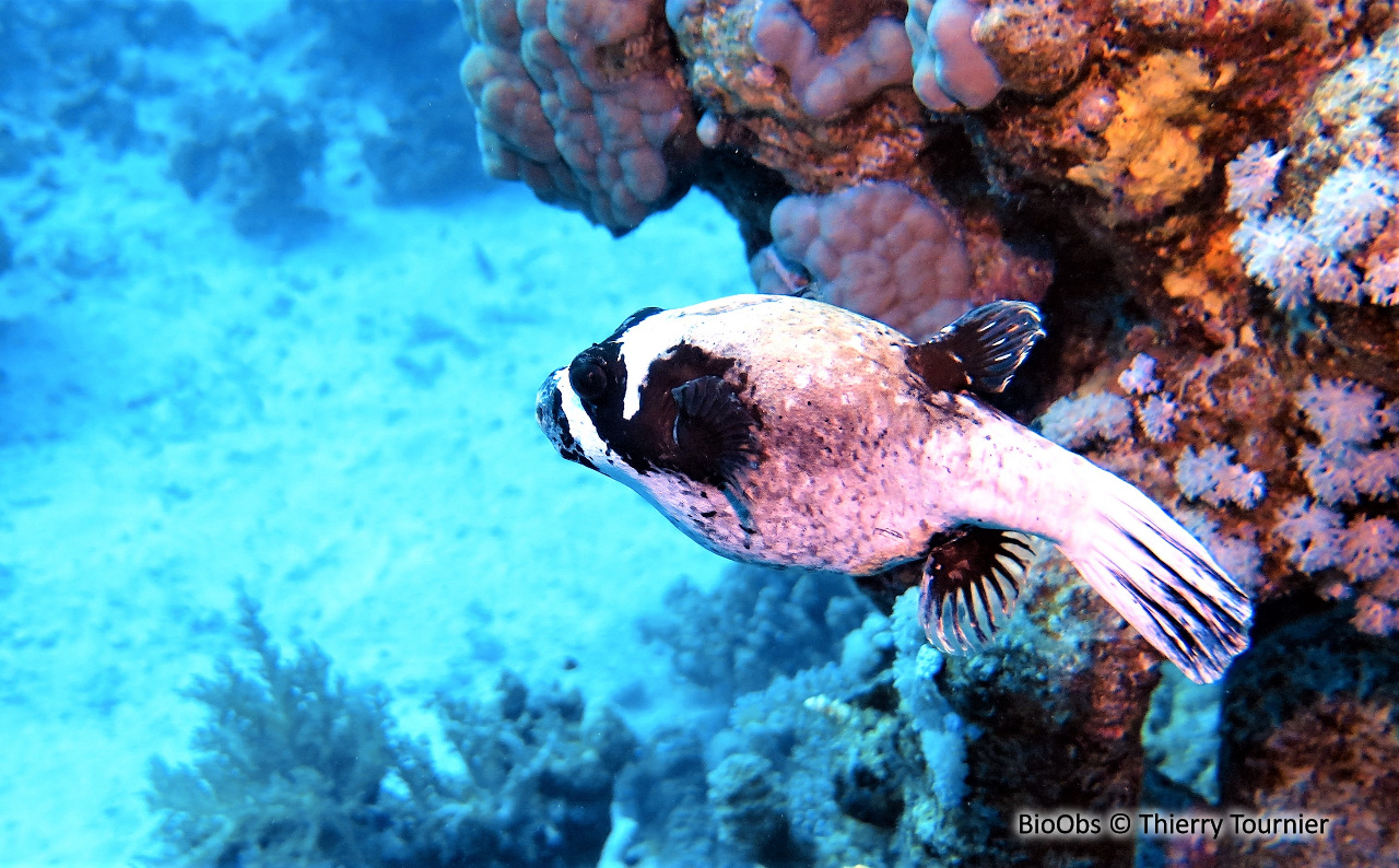 Poisson globe masqué - Arothron diadematus - Thierry Tournier - BioObs