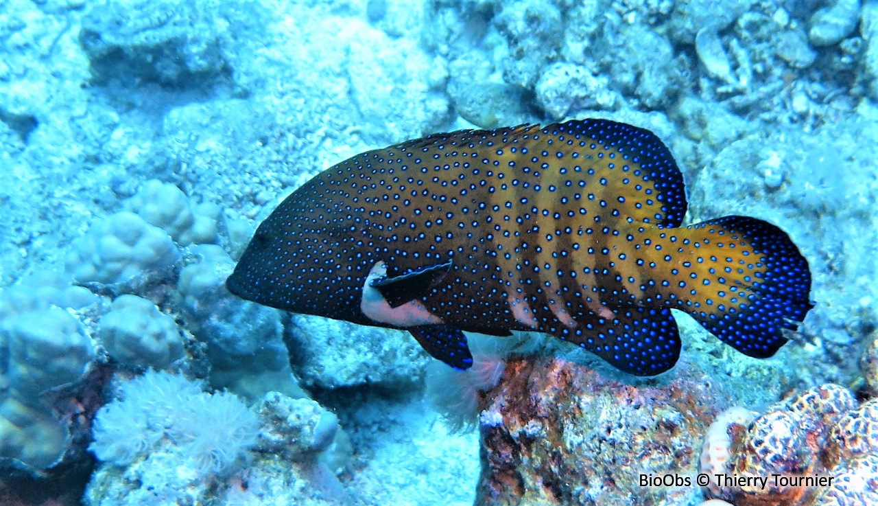 Mérou céleste - Cephalopholis argus - Thierry Tournier - BioObs