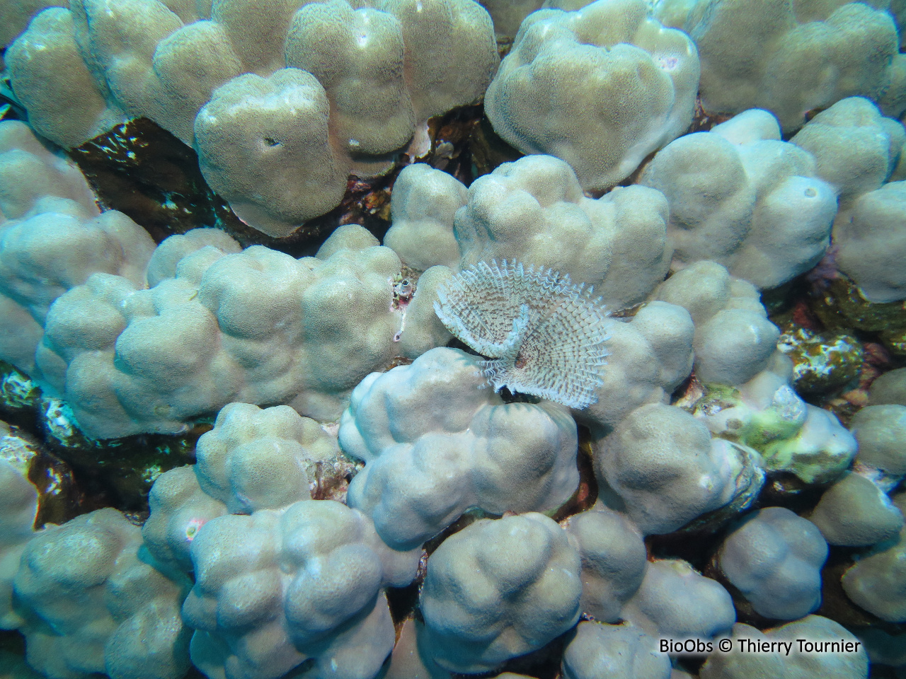 Sabelle spectaculaire - Sabellastarte spectabilis - Thierry Tournier - BioObs