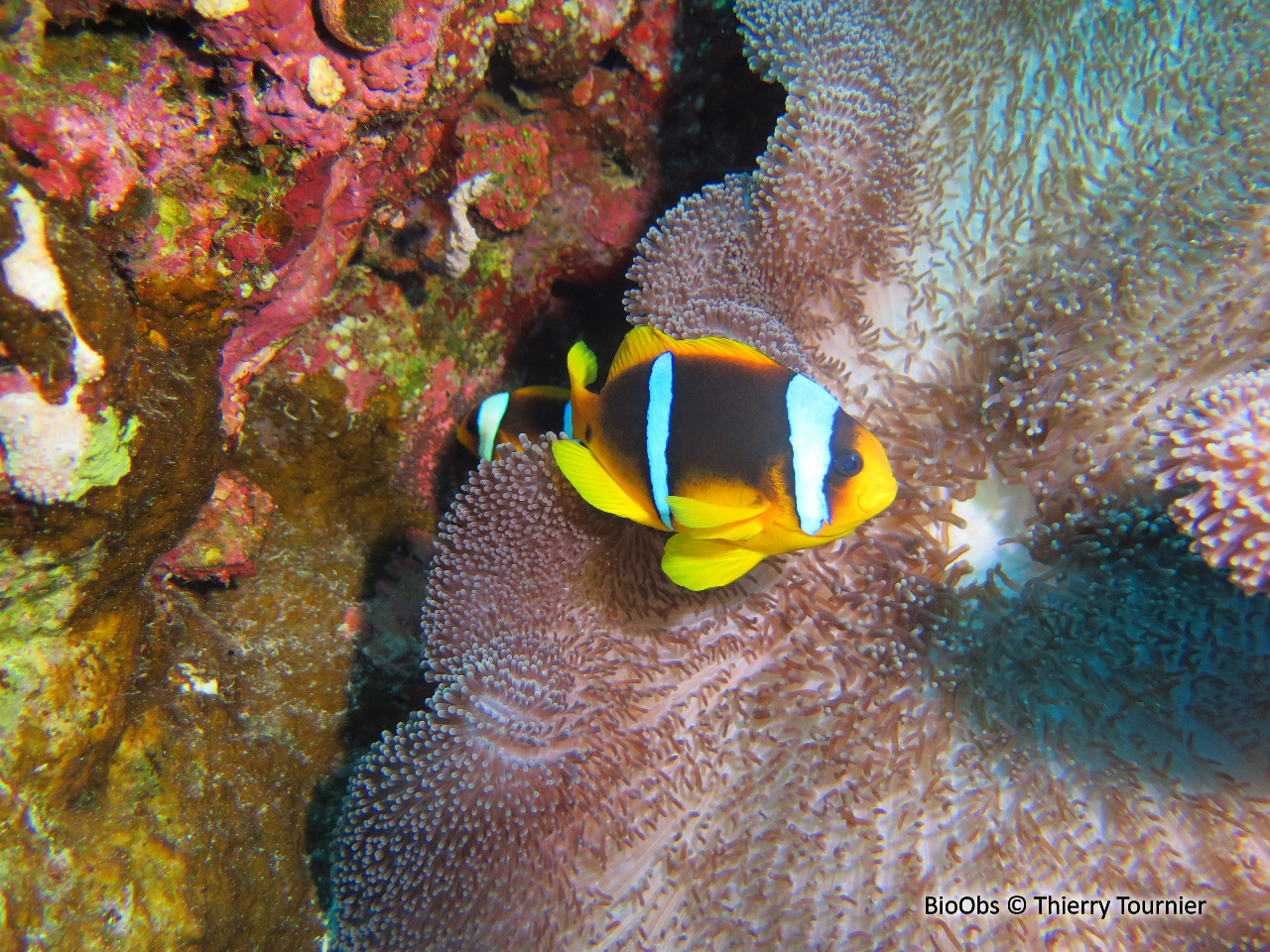 Poisson-clown à deux bandes - Amphiprion bicinctus - Thierry Tournier - BioObs