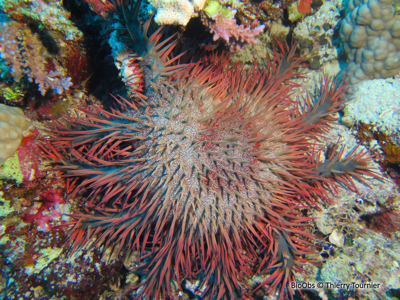 Acanthaster de Benzie - Acanthaster benziei - Thierry Tournier - BioObs