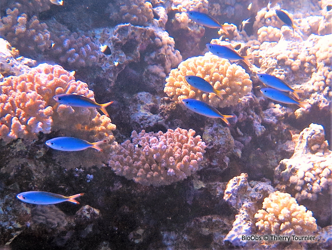 Fusilier de Suez - Caesio suevica - Thierry Tournier - BioObs