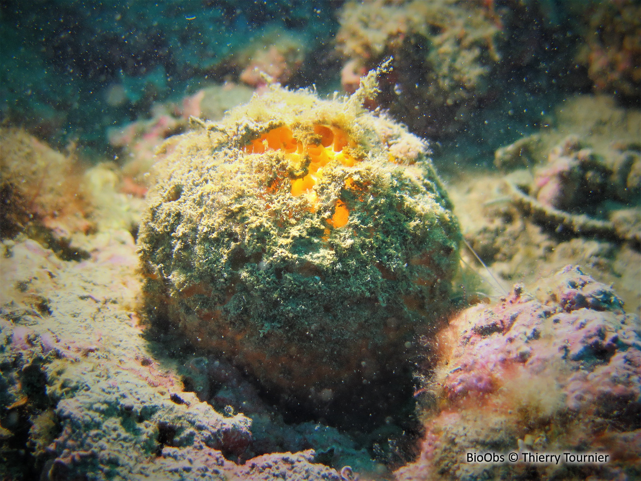 Orange de mer de Méditerranée - Tethya aurantium - Thierry Tournier - BioObs