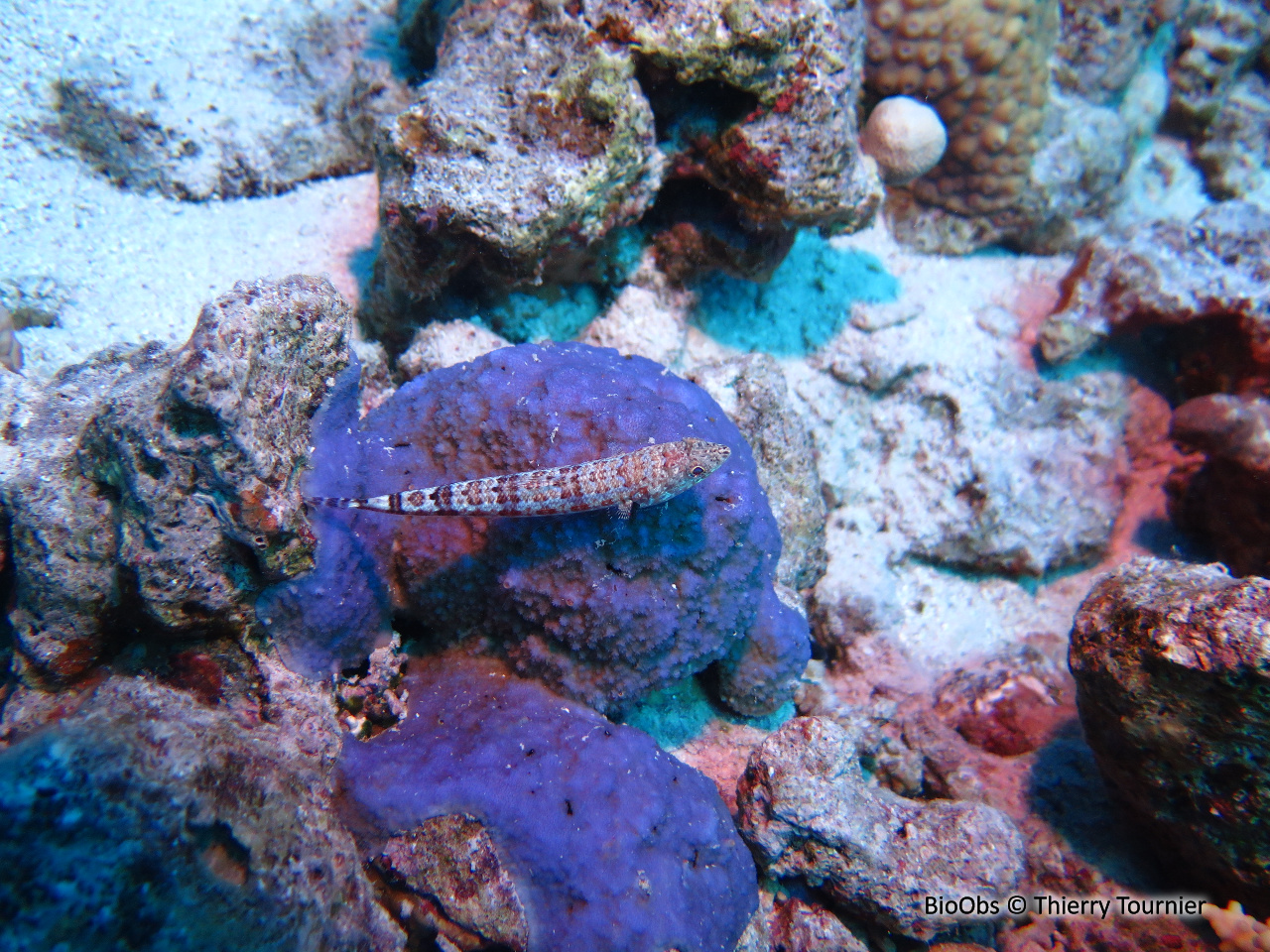 Poisson-lézard de sable - Synodus dermatogenys - Thierry Tournier - BioObs