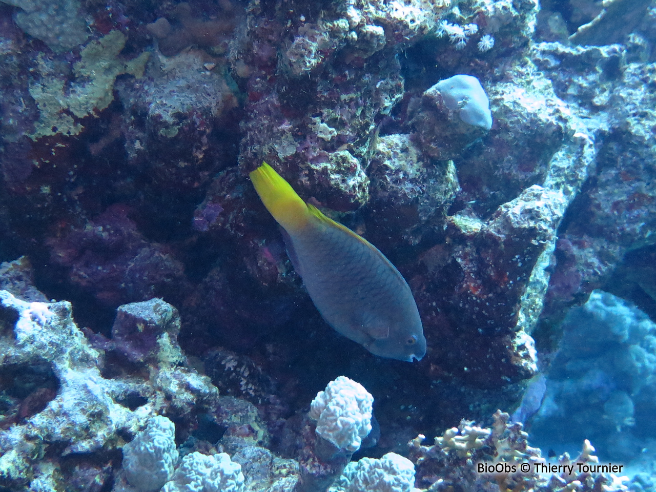 Perroquet rouillé - Scarus ferrugineus - Thierry Tournier - BioObs